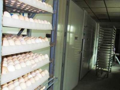 特产营养保健食品土鸡蛋批发零售鸡蛋种蛋量大价优农产品公司-铜陵鸡蛋
